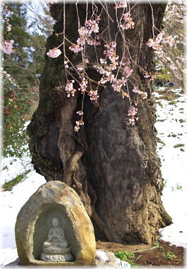 画像：満徳寺のしだれ桜