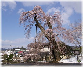 画像：満徳寺のしだれ桜（全景）