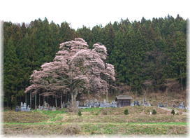 画像：二段田のひがん桜（遠景）