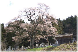 画像：二段田のひがん桜（全景１）