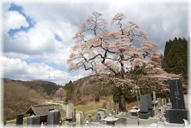 画像：二段田のひがん桜（全景２）