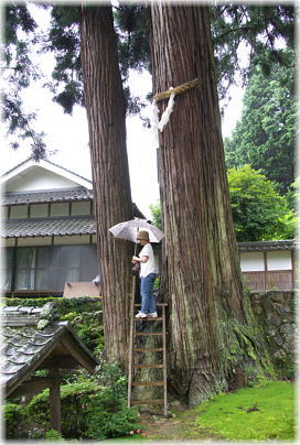 画像：新井神社の三本杉（幹と並ぶ）