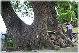 画像：小川阿蘇神社の樟（幹と並ぶ）