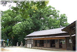 画像：小木阿蘇神社の楠