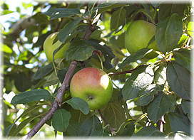 画像：日本最古のリンゴの木（紅絞の果実）