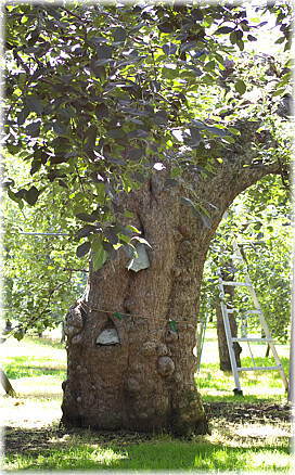 画像：日本最古のリンゴの木（祝）