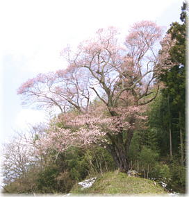 画像：大庄屋桜（全景）