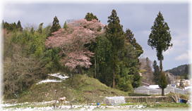 画像：大庄屋桜（遠景）