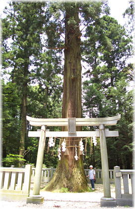 画像：大杉神社の次郎杉（幹と並ぶ）
