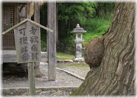 画像：大内神社の大スギ（根元の瘤）