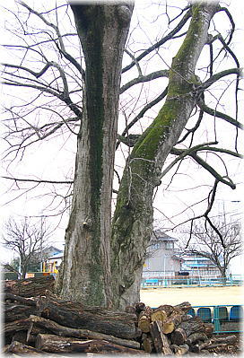 画像：逆井香取神社のエノキ