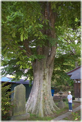 画像：下小目八坂神社のケヤキ（幹と並ぶ）