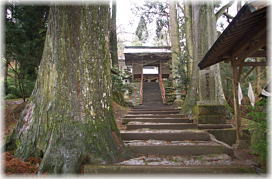 画像：白鳥神社のスギ（参道のスギ）