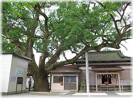 画像：水神社の大樟（幹と並ぶ）