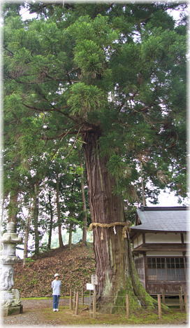 画像：高倉神社のスギ（幹と並ぶ）