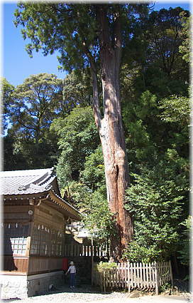 画像：竹原神社のスギ（幹と並ぶ）