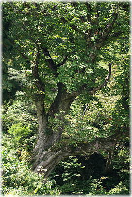 画像：栃の木峠のトチノ木（橋の近くから）