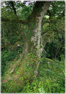 画像：栃の木峠のトチノ木（見下ろす位置から）