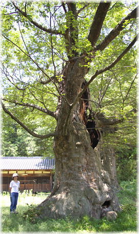 画像：東條健代神社のケヤキ（幹と並ぶ）