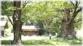 画像：東條健代神社のケヤキ（遠景）