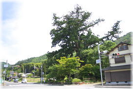 画像：安田の大杉（交差点の対角から）