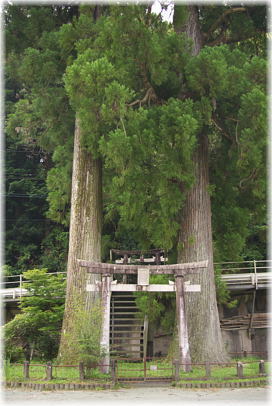 画像：正木の宮の鳥居杉