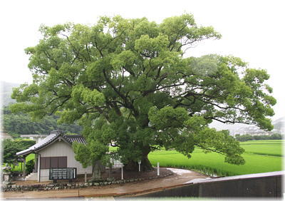 画像：速雨神社のクスノキ（全景）
