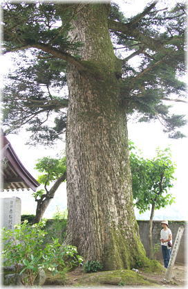 画像：宝樹寺もみの大木（幹と並ぶ）