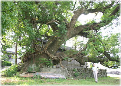 画像：神母神社楠の大木（幹と並ぶ）