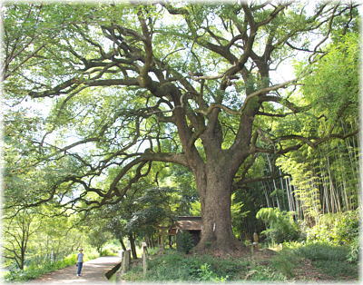 画像：木見岩椿神社のクスノキ（幹と並ぶ）_1