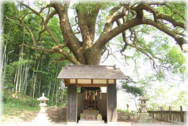 画像：木見岩椿神社のクスノキ
