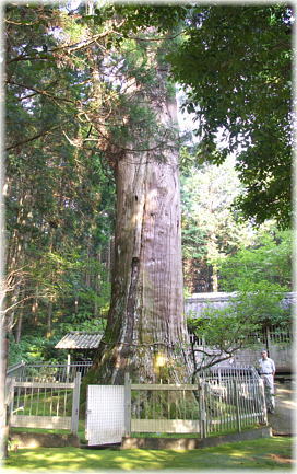 画像：天神の大杉（幹と並ぶ）