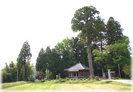 画像：耀山八坂神社のスギ（全景）