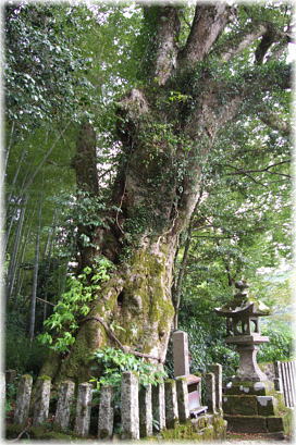 画像：神前神社のケヤキ