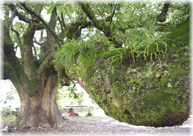 画像：春日の大樟（横に伸びる枝）