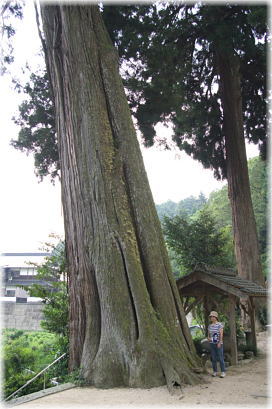 画像：熊野神社五本杉（幹と並ぶ）