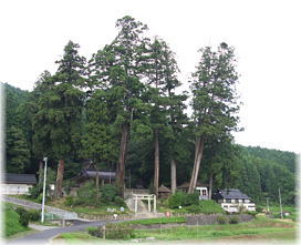 画像：熊野神社五本杉（遠景）