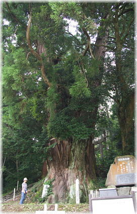 画像：高岡神社のスギ（幹と並ぶ）