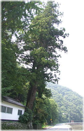 画像：御鋒神社の古杉（全景）