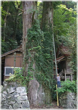 画像：御鋒神社の古杉（幹と並ぶ）