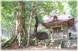 画像：長瀬八幡神社のタブノキ