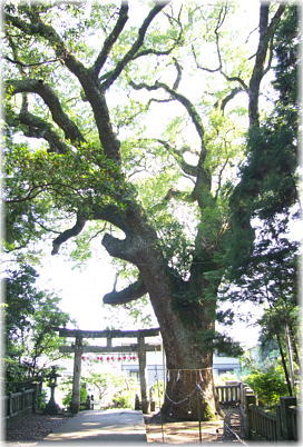 画像：仁井田神社のクスノキ
