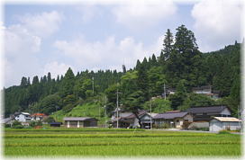 画像：大井野八幡神社のスギ（遠景）