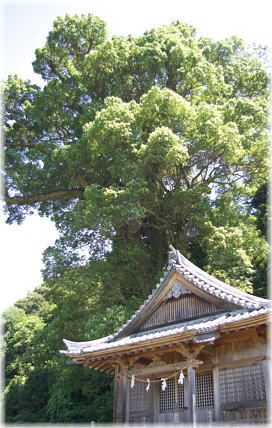 画像：佐川の大樟と諏訪神社