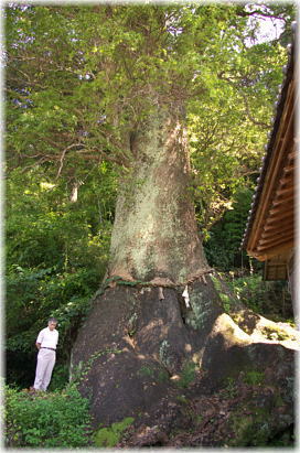画像：佐川の大樟（幹と並ぶ）