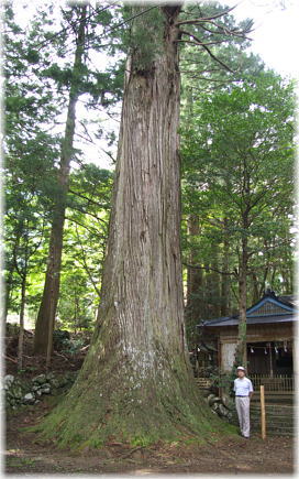 画像：蝉谷神社大杉（幹と並ぶ）