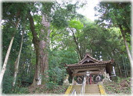 画像：白藤神社の大モミ
