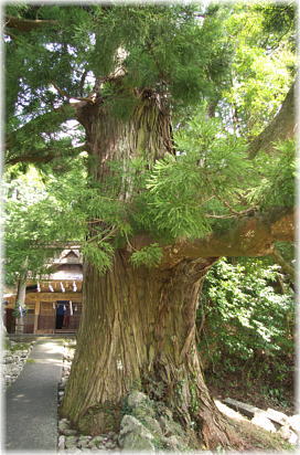 画像：杉尾神社のスギＢ