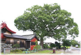 画像：田浦町日吉神社のクスノキ（全景）