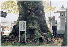 画像：青島上之山神社の大欅（幹と並ぶ）